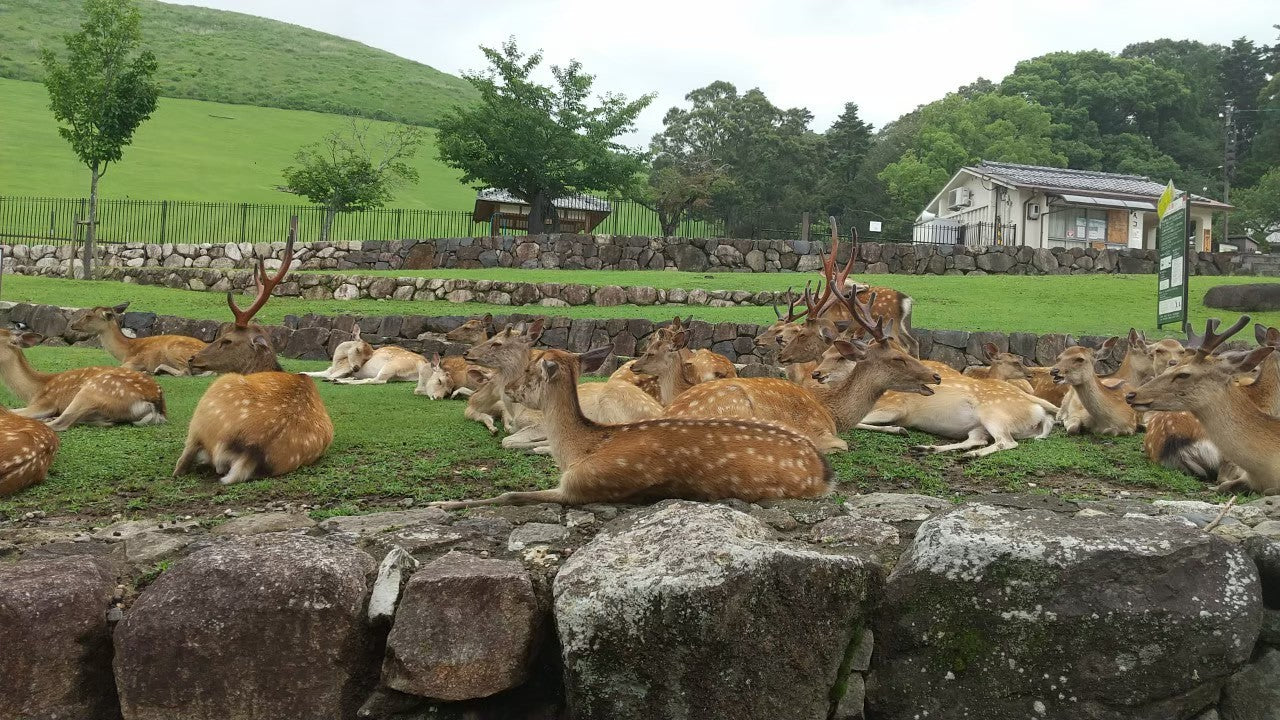 奈良公園の鹿