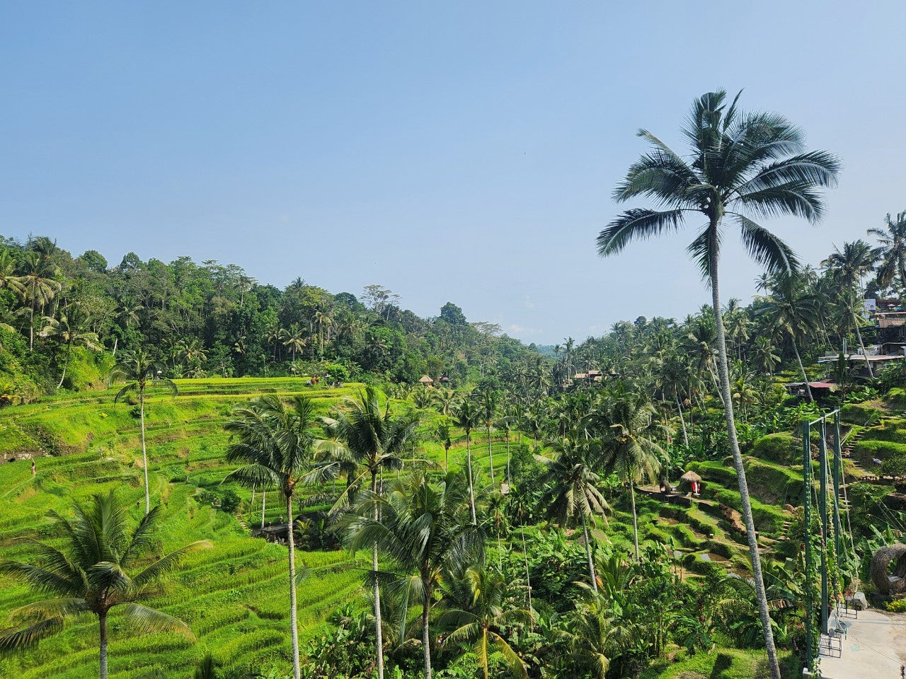 ライスガーデン