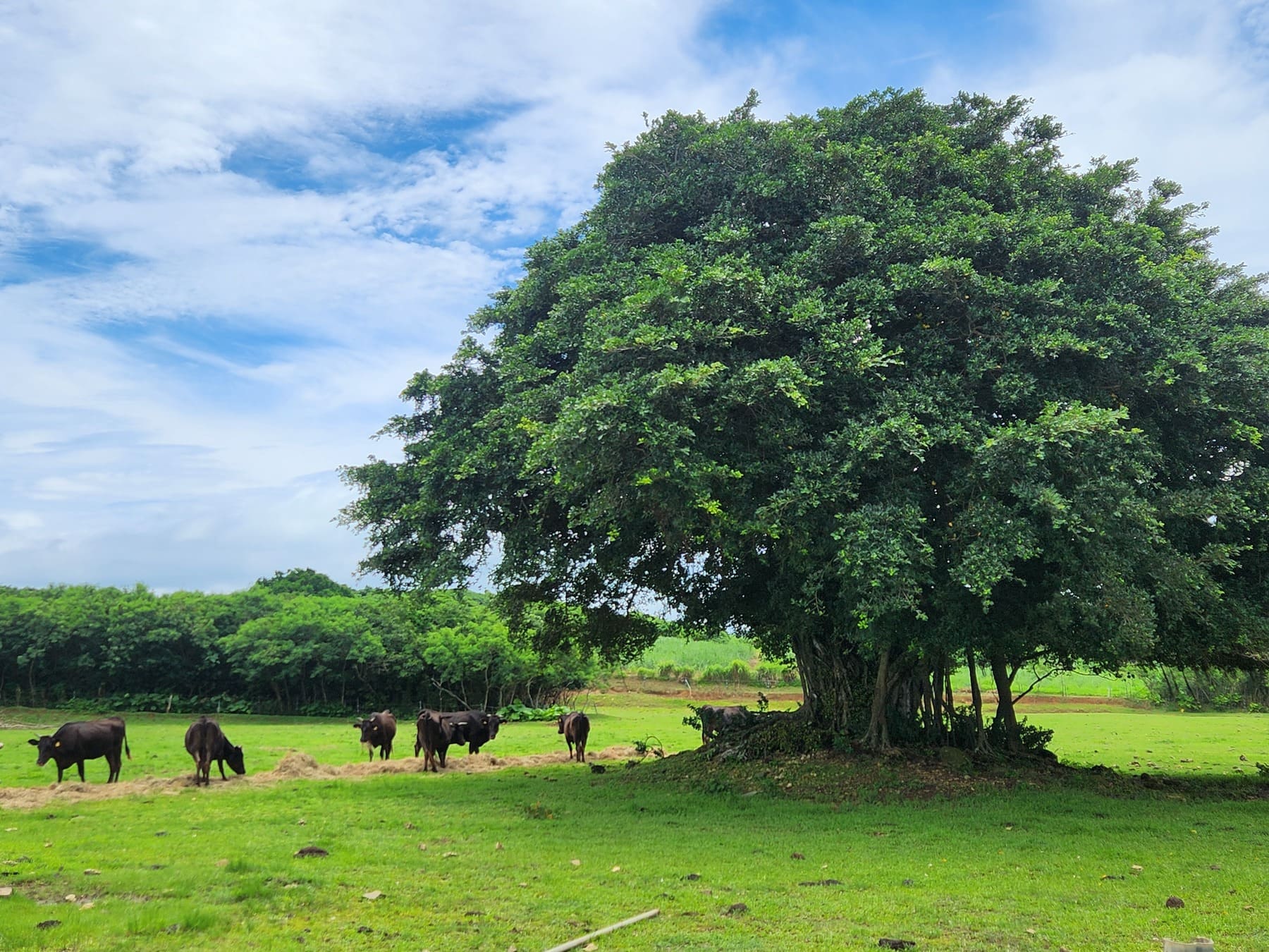 放牧された牛に出会える