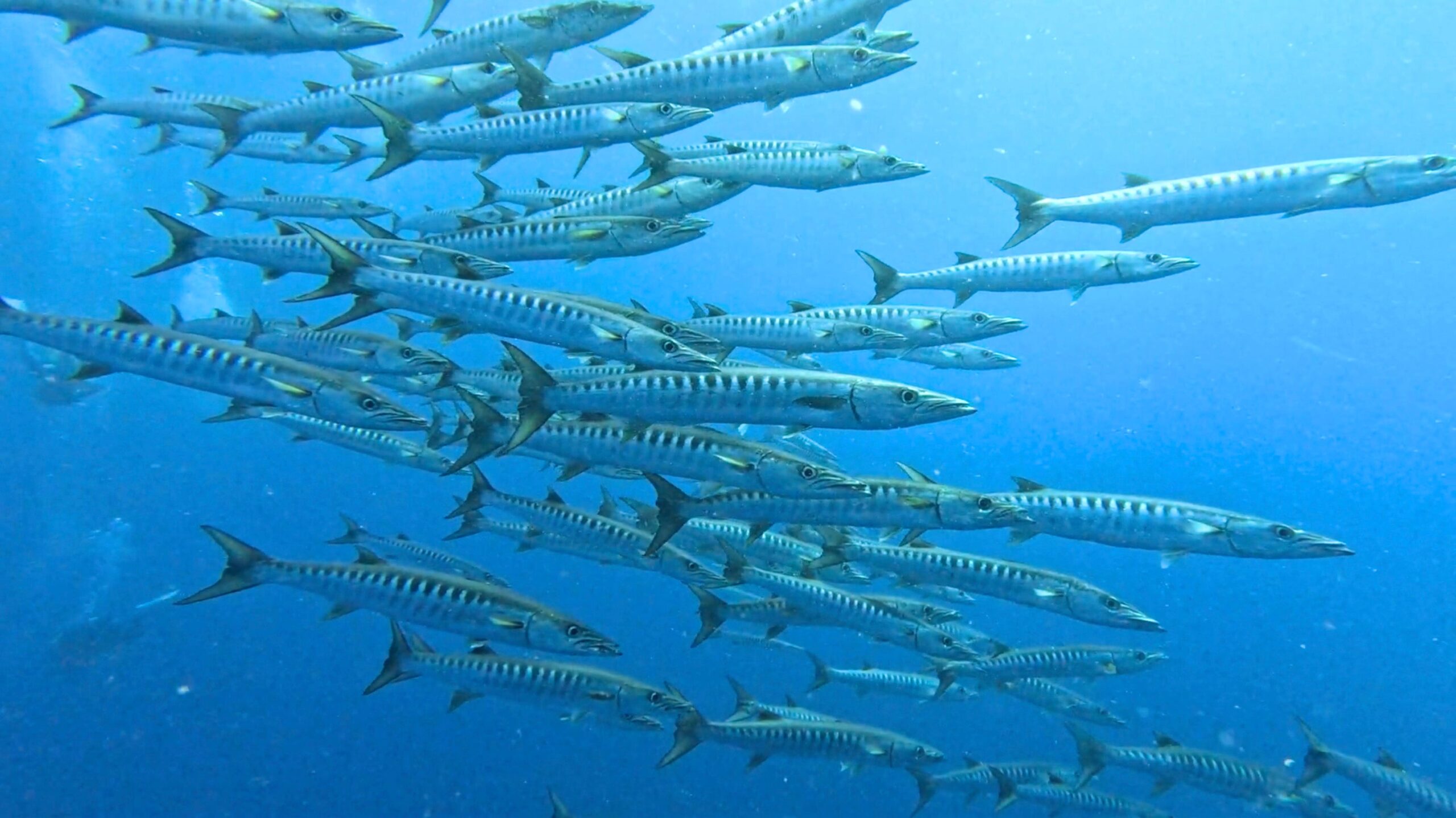 バラクーダの群れ