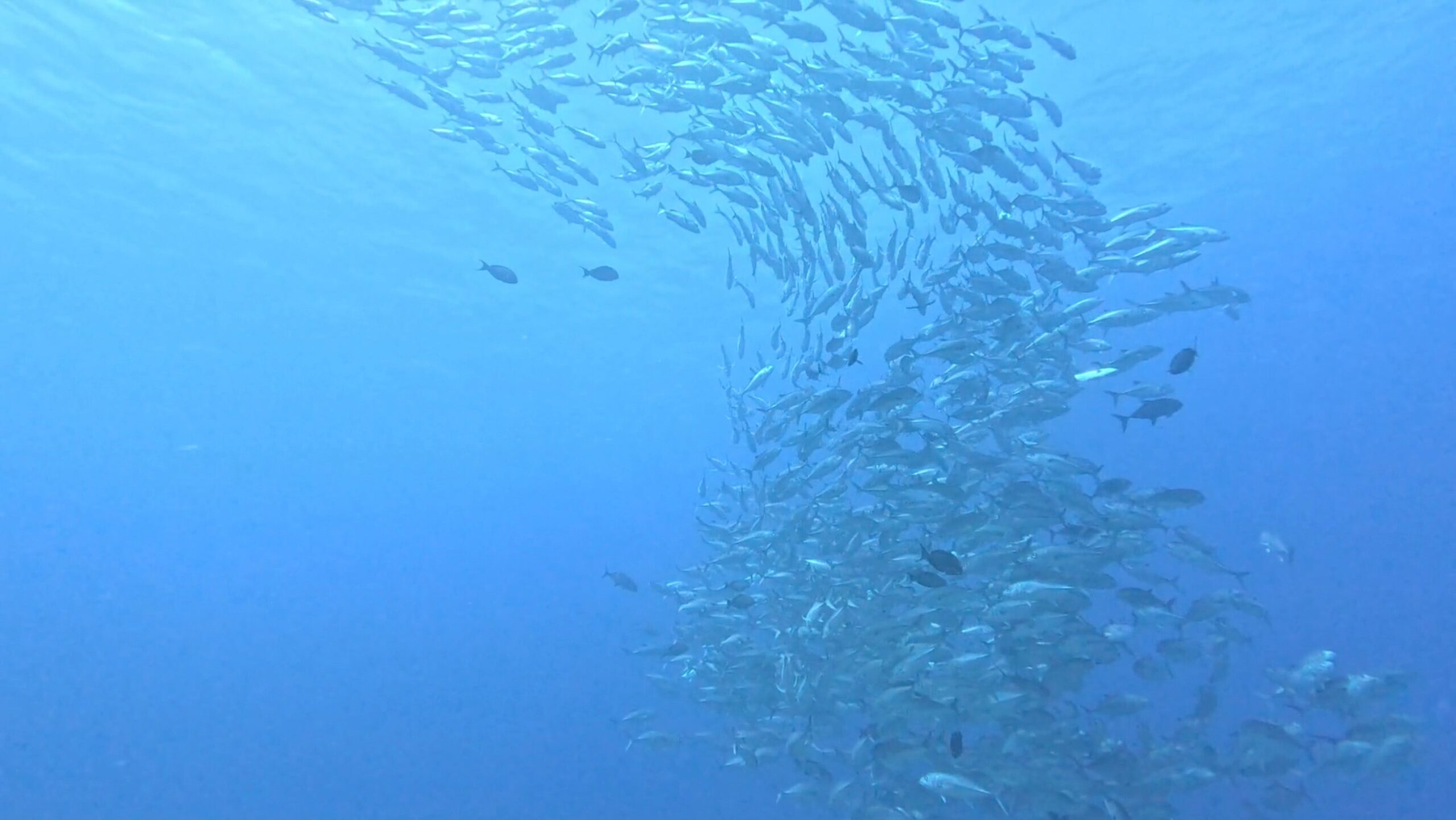 ギンガメアジのトルネード