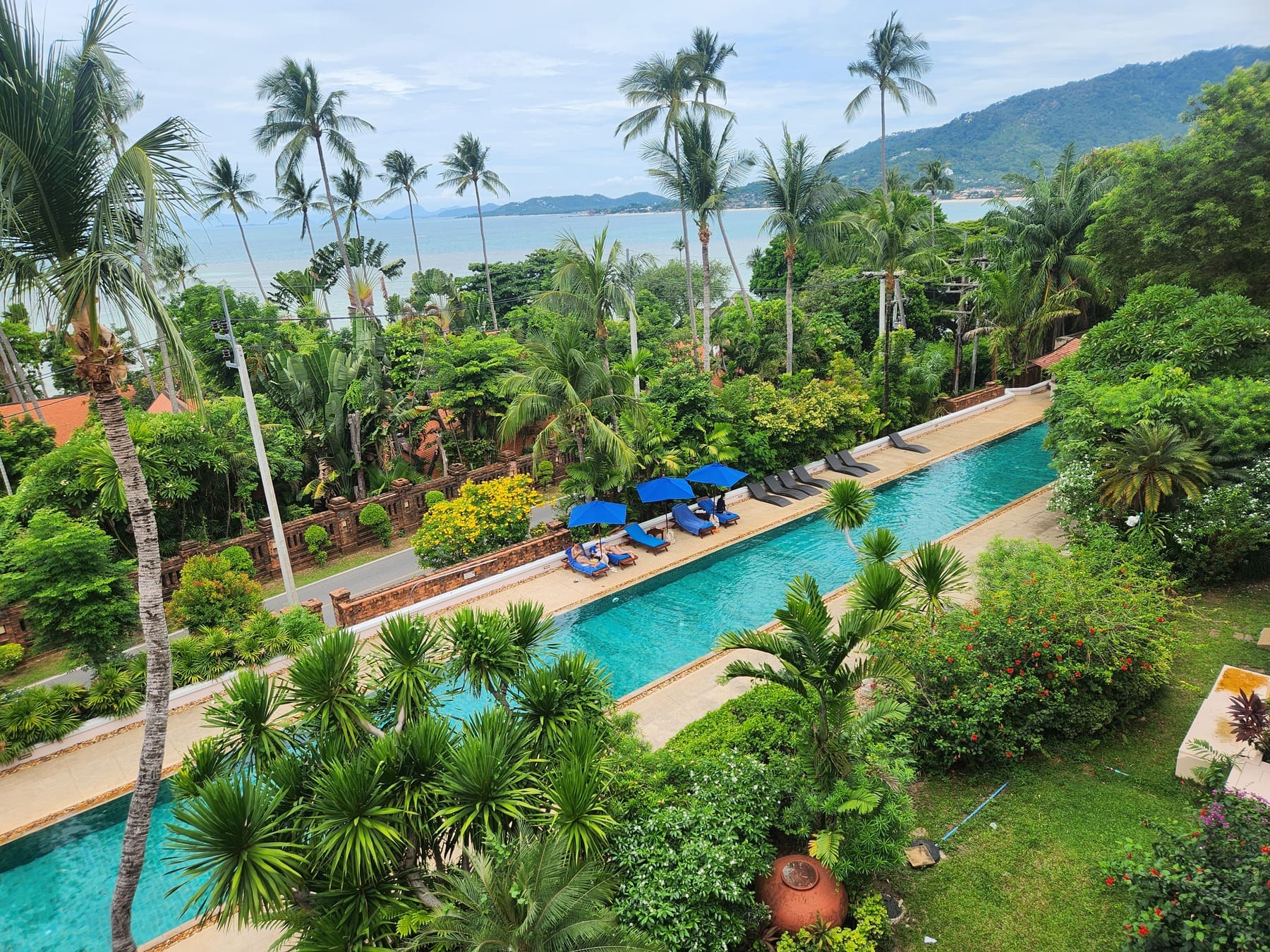 プールと南国の植物も美しい