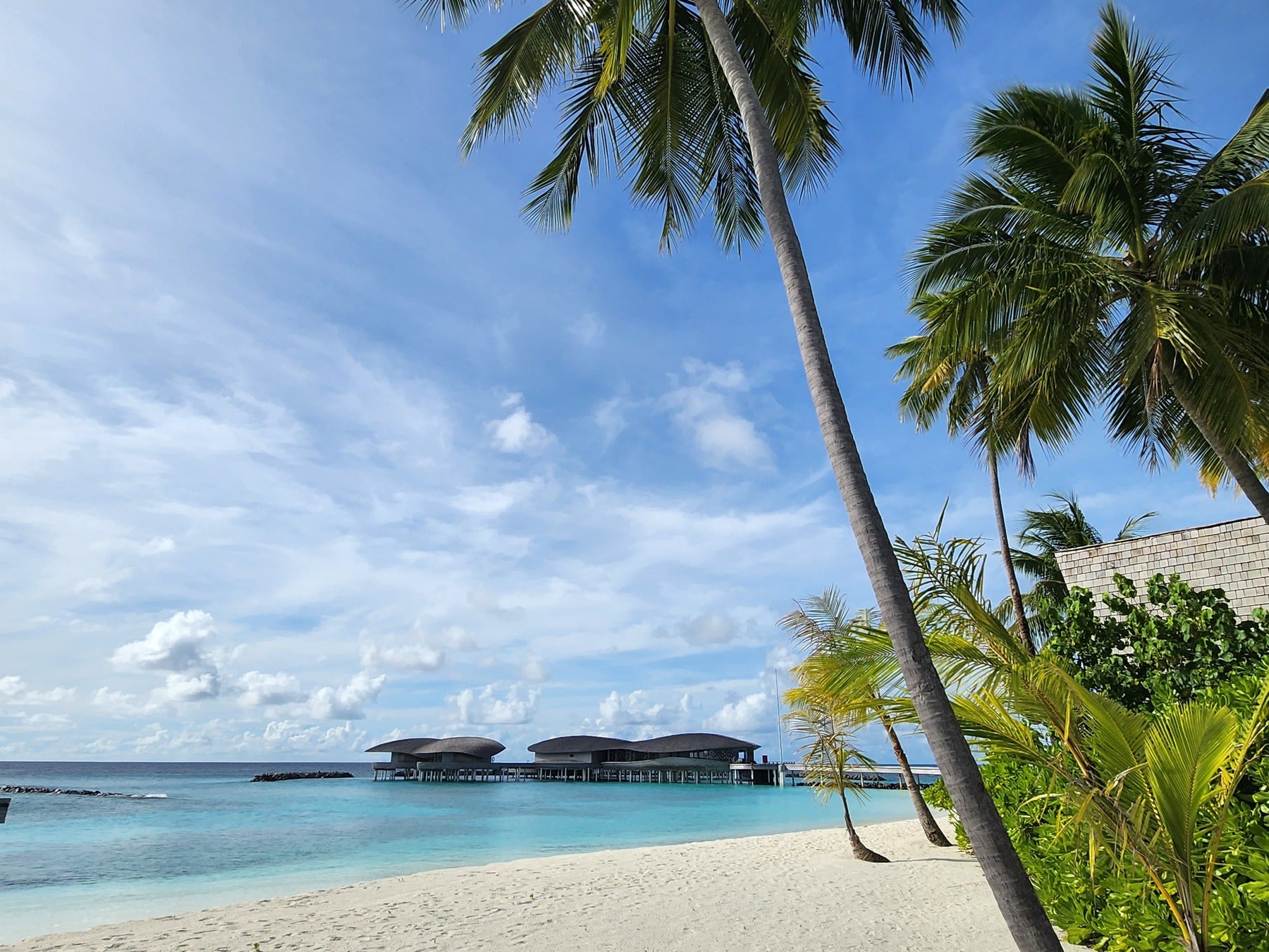 ヤシの木とビーチ